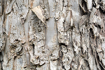 Image showing Old Wood Tree Texture Background Pattern