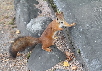 Image showing Red squirrel