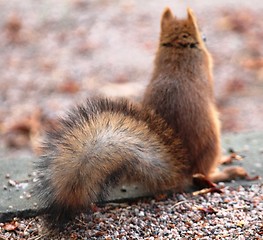 Image showing Red squirrel