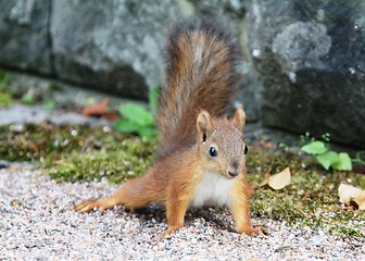 Image showing Red squirrel