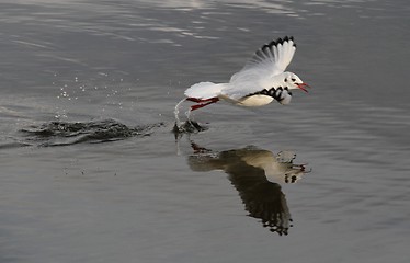 Image showing Gull landing on a lake