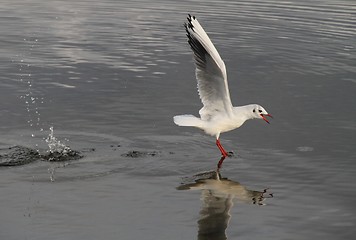 Image showing Gull landing on a lake