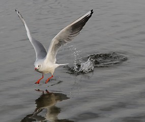 Image showing Gull landing on a lake