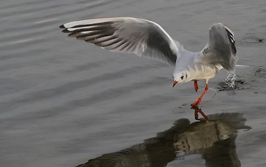 Image showing Gull landing on a lake