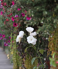 Image showing Flowers 