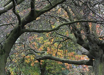 Image showing Autumn trees