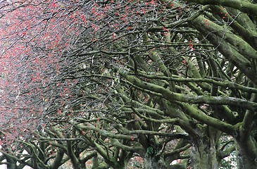 Image showing Autumnal trees