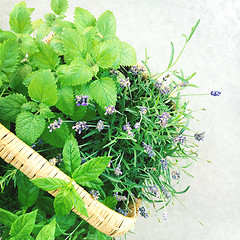 Image showing Lavender and mint in a basket