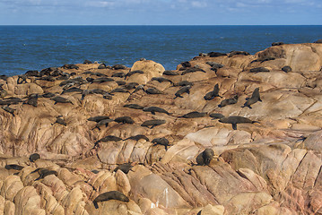 Image showing Sea lions in Cabo Polonio