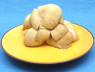 Image showing Oyster mushrooms on ceramic plate on blue