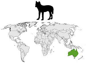 Image showing Australian Dingo range