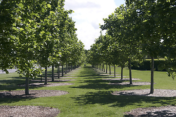 Image showing Row of Trees