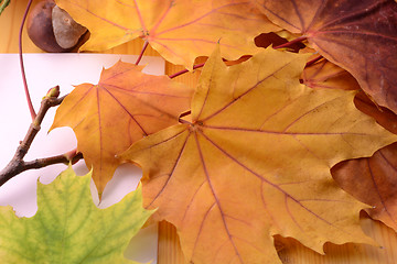 Image showing autumn frame leaves with empty white paper