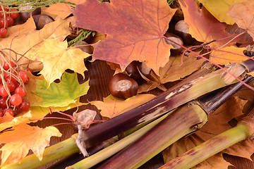 Image showing Grunge background with autumn leaves and chestnut