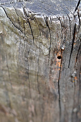 Image showing Old Wood Tree Texture Background Pattern