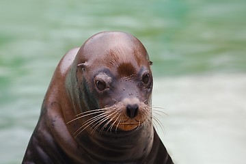 Image showing Seal Closeup