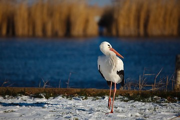 Image showing Stork in Winter