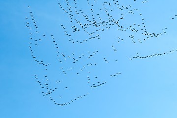 Image showing Geese Flying