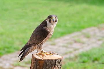 Image showing Tamed and trained fastest bird predator falcon or hawk