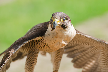 Image showing Small but fast predator bird falcon or hawk