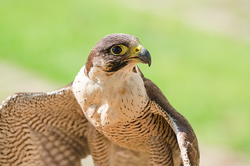 Image showing Small and fastest raptor bird peregrine or accipiter