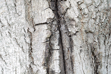 Image showing Texture - a bark of an old oak