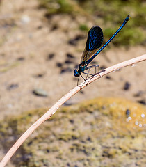 Image showing Cretan damselfly