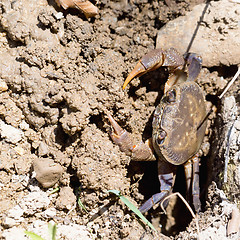 Image showing River crab at burrow in Crete