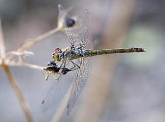 Image showing Common darter female on Crete