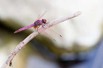 Image showing Cretan dragonfly Trithemis annulata