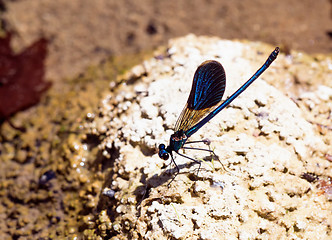 Image showing Cretan banded demoiselle macro