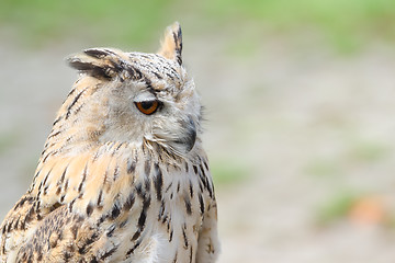 Image showing Profile portrait of night quiet eagle-owl or bubo