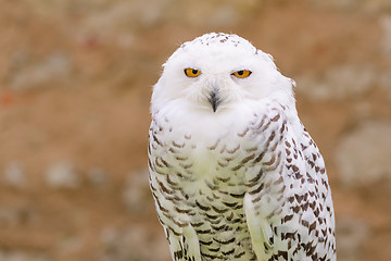 Image showing Wild silent raptor bird white snowy owl