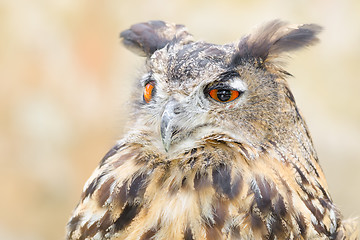 Image showing Bubo or eagle-owl bird quiet night hunter