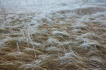 Image showing Winter field