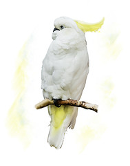 Image showing White Parrot