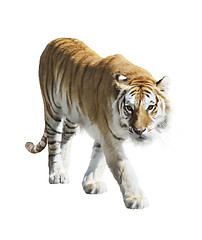Image showing  Walking Tiger 