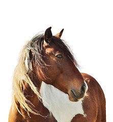 Image showing Horse Portrait