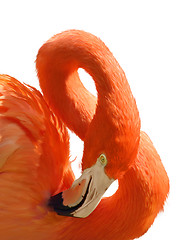 Image showing Pink Flamingo Portrait