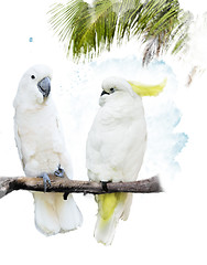 Image showing White Parrots