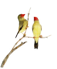 Image showing Star Finch Birds