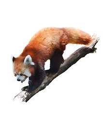 Image showing Red Panda