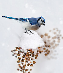 Image showing Blue Jay In Winter