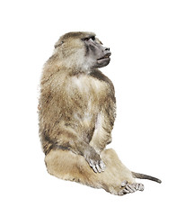 Image showing Baboon