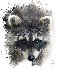 Image showing Raccoon Portrait