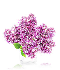 Image showing Blossoming lilac 