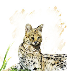 Image showing Serval Portrait