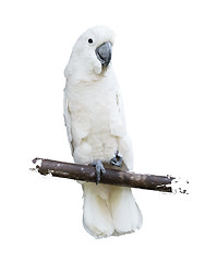 Image showing White Parrot