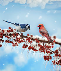 Image showing Birds  In Winter