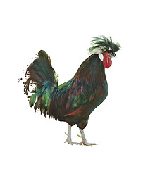 Image showing Colorful Rooster